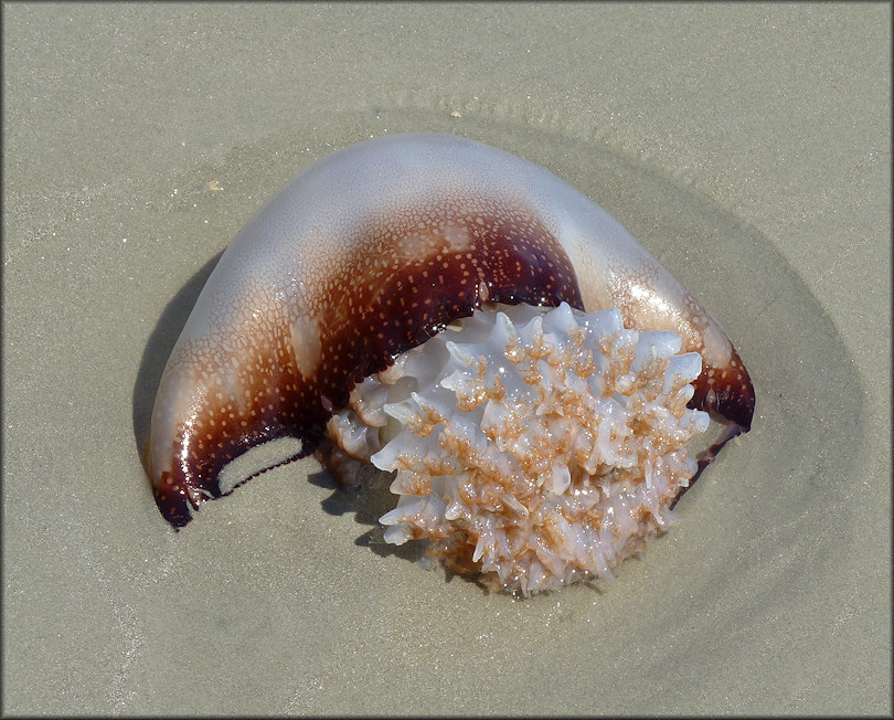 Stomolophus meleagris cannonball jellyfish